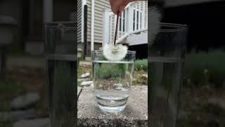 Dandelion and water experiment