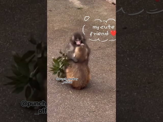 Vídeo relacionado con Camiseta Punch Monkey Primate Highland Adventure Advice Camiseta