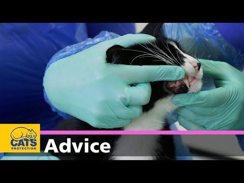 Cats' teeth and oral hygiene | Cats Protection