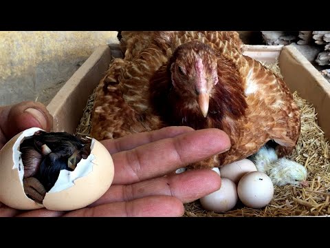 How Chicken hatch eggs and  how newly hatched chicks look