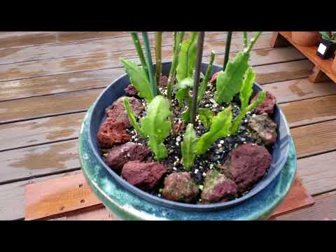 , title : '정열의 꽃을 피우는 공작선인장 키우기《How to grow & care Epiphyllum Oxypetalum - Orchid Cactus》'