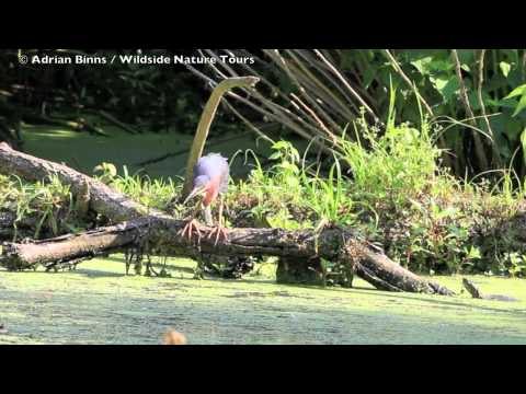 Green Heron catches bullfrog tadpole