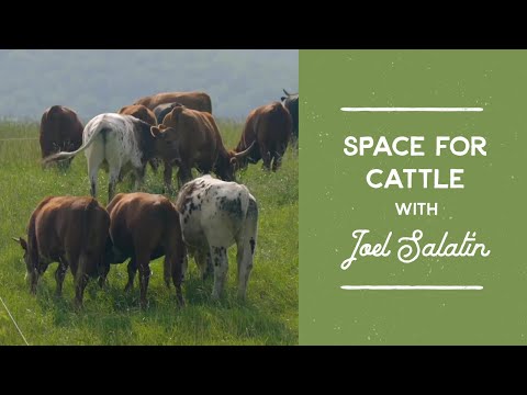 How Much Space Do Cattle/Cows Need? | Joel Salatin