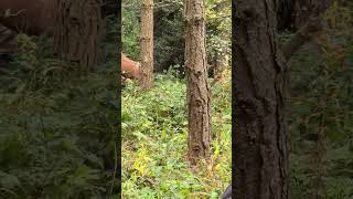 Download lagu Hard to judge the distance on the target. #shorts mp3