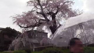 京都府　円山公園