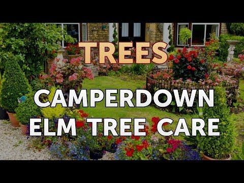 download lagu mp3 mp4 Weeping Elm Tree Care, download lagu Weeping Elm Tree Care gratis, unduh video klip Weeping Elm Tree Care