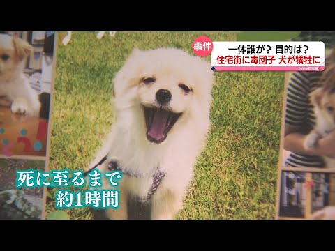 毒を盛られた犬、どうする?