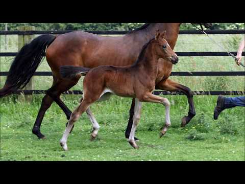 *2017 Stutfohlen von Bernay - Diatano