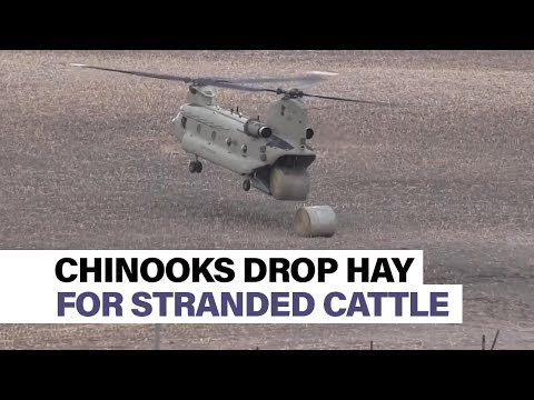 Chinooks drop hay to feed livestock stranded by floods