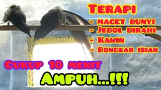 Download lagu Pancingan Murai Batu Kawin Ampuh Naikin Birahi Kawin Dan Terapi Murai Macet Bunyi mp3 Download lagu Pancingan Murai Batu Kawin Ampuh Naikin Birahi Kawin Dan Terapi Murai Macet Bunyi mp3