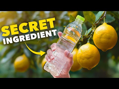 Tiny Yard Container Garden How to Grow 1 000 of Food