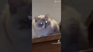 #猫#猫のいる暮らし #ねこ動画 #ねこのいる生活 #シルバー#ネモ