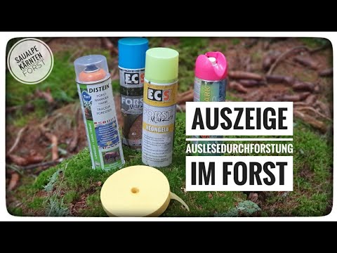Auszeige im Forst Teil 1, Auslesedurchforstung, Pilz- und Umweltschutz