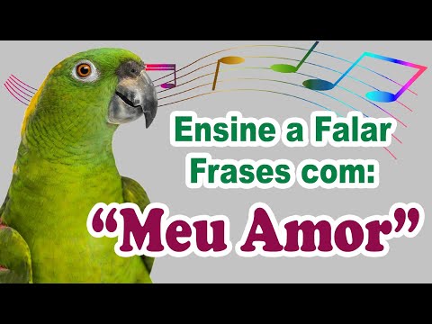 Ensine o papagaio a falar frases com “meu amor” - treinamento de papagaio