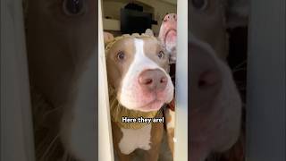 Do you like them?🥺🥰 #dogs #dogshorts #shortsvideo #pitbull