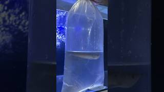 Download lagu Silver Arowana in its grow out tank mp3