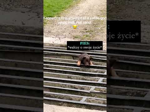 💔Ten piesek wpadł przez kraty dla bydła 😨🐶(@leegatefarmmalham)