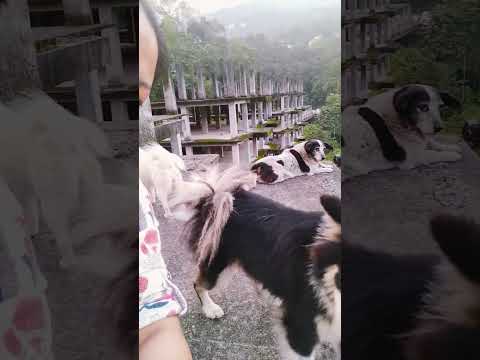 #doglove #doglife #dog #dogshorts