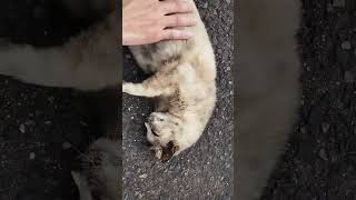 神社にいた猫🐱を愛でたらとろけた🐱
