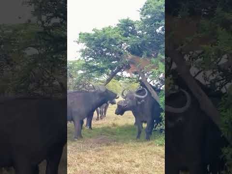 🚩Nyerere National Park 🇹🇿 #tourism #hakeem #lionshorts