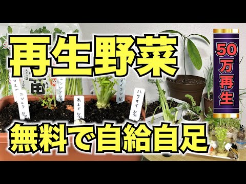 , title : '【再生野菜】簡単に野菜を再生栽培する方法プランター編【リボベジ】'