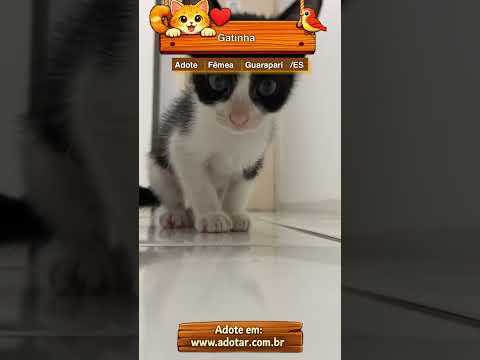 Vídeo de Gatinha