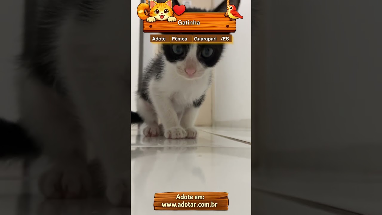 Gato raça SRD-ViraLata idade Abaixo de 2 meses nome Gatinha