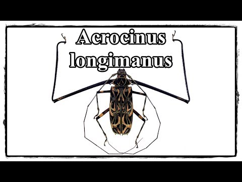 Acrocinus longimanus - Präparation / Mounting