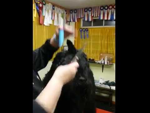 grooming #7 BRT Head