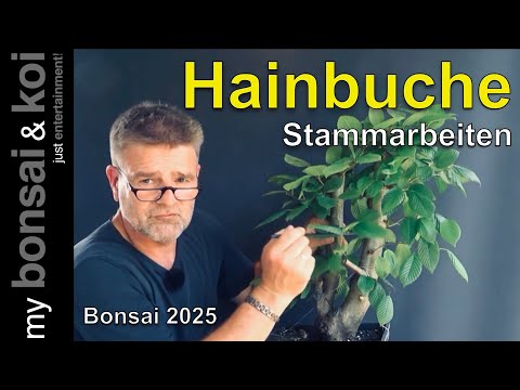 Bonsai 2025-24 - Hornbeam - Carpinus betulus - Trunk work on the hedge beech