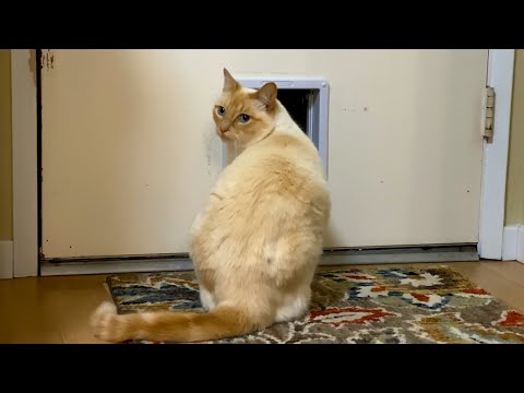 YouTube video about: How to teach cats to use cat door?