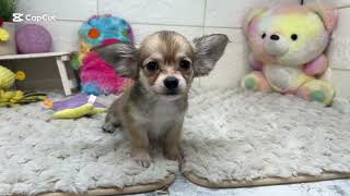 ハーフ犬の動画01