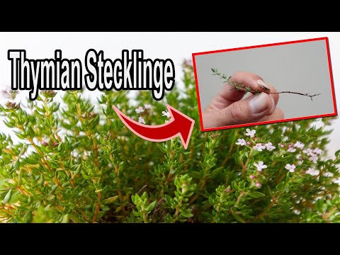 So einfach lässt sich Thymian vermehren!