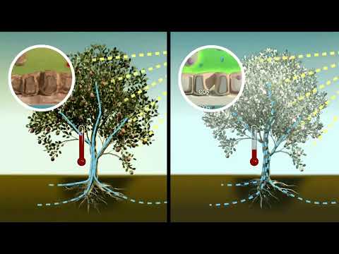 Sun-Kote – 100% Kaolin Clay for Agriculture 