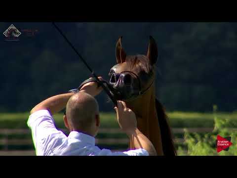 N.5 GHAZL ALKHASHAB - Chantilly 2018 AHO World Cup - Yearling Fillies (Class 1A)