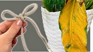 Wish I Knew This Sooner? How to Save Any Plant With Yellow Leaves (Simple Trick!) ✨