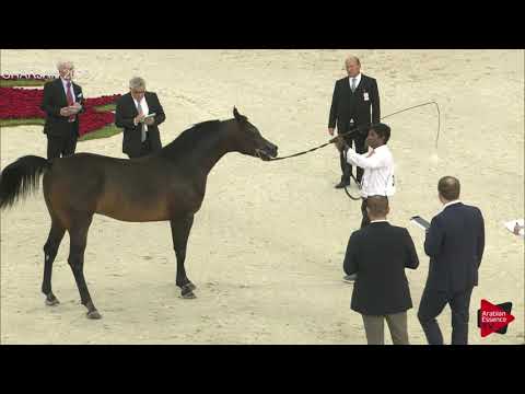 N 341 ARABIAN SAND   Sharjah International 2019