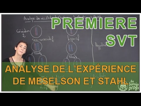 Analysis of the results of the Meselson & Stahl experiment - SVT - 1ère - Les Bons Profs