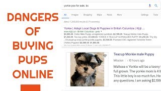 Dangers Of Buying Puppies Online