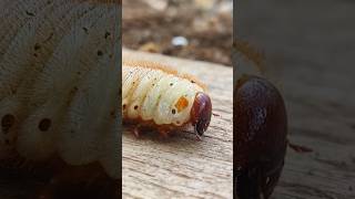 Download lagu Lucu tapi seram juga yah Ulat larva kumbang 🤭🤭🤭 #snailhunter mp3 Download lagu Lucu tapi seram juga yah Ulat larva kumbang 🤭🤭🤭 #snailhunter mp3