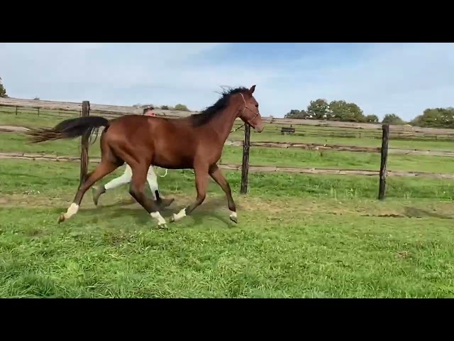 M&acirc;le 2024 par Consul dl vie 