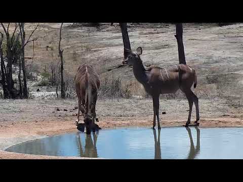 Djuma: Kudus - 11:45 - 11/16/19