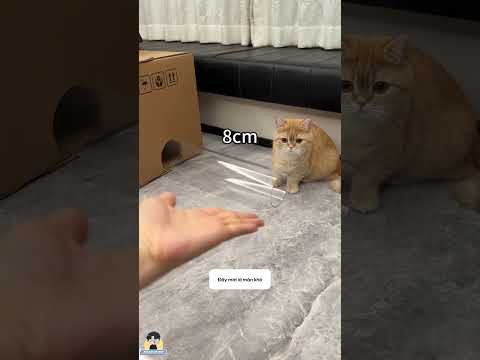 Mèo hay là chất lỏng? 🧪😂