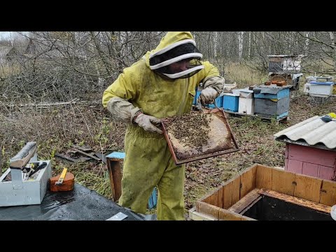 Как быстро и легко можно пересилить пчёл перед зимовкой.Переселение пчёл в улей для зимовки в ноябре