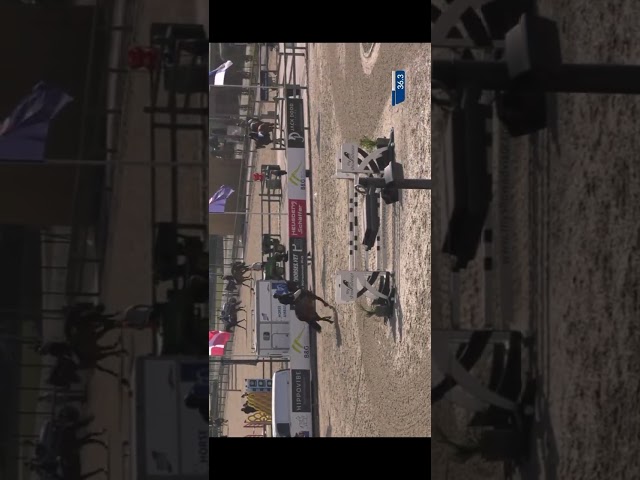 Cheval de 8 ans 