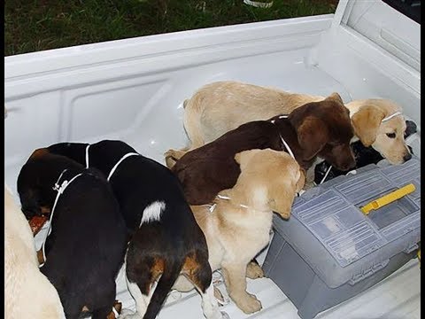 Veterinarian who smuggled heroin through puppies' bellies sentenced to 6 years