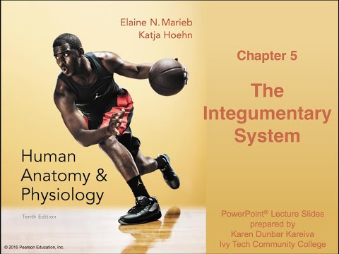 Chapter 5 Anatomy and Physiology: Integumentary System Lecture