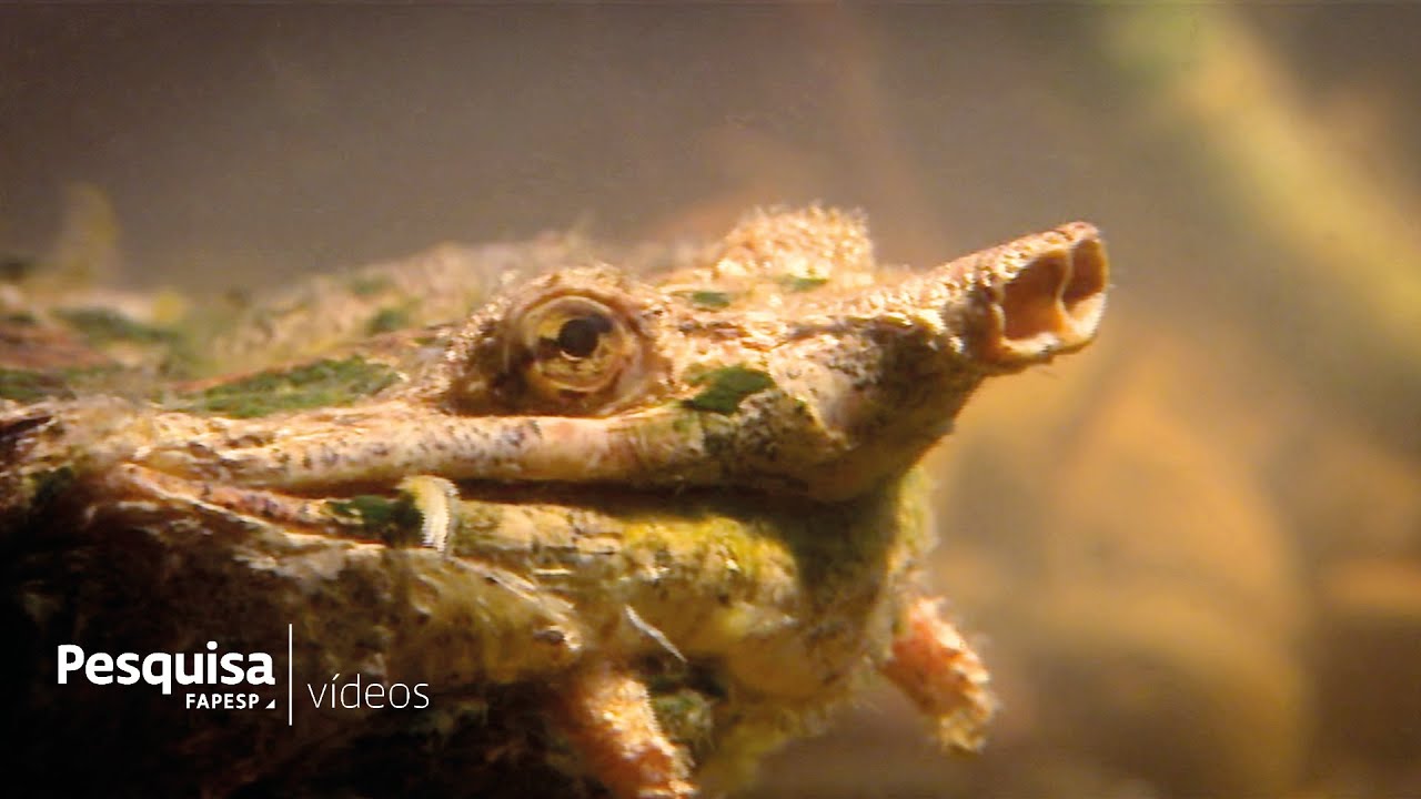Matamata, a bizarre turtle from Amazonia