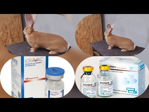 , title : 'IEPURI | Vaccinarea iepurilor'