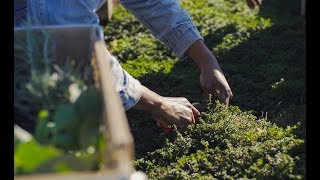 Chef Fest // Chef Dawn’s Intro Video // Houston, Texas